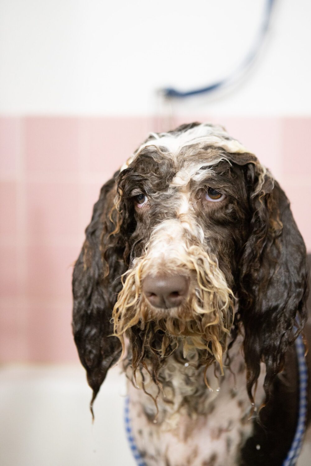 dog bathing and feeling sad