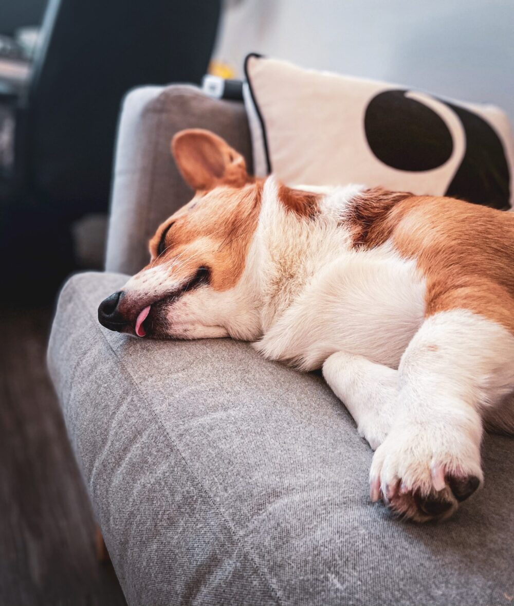 dog sleeping on couch