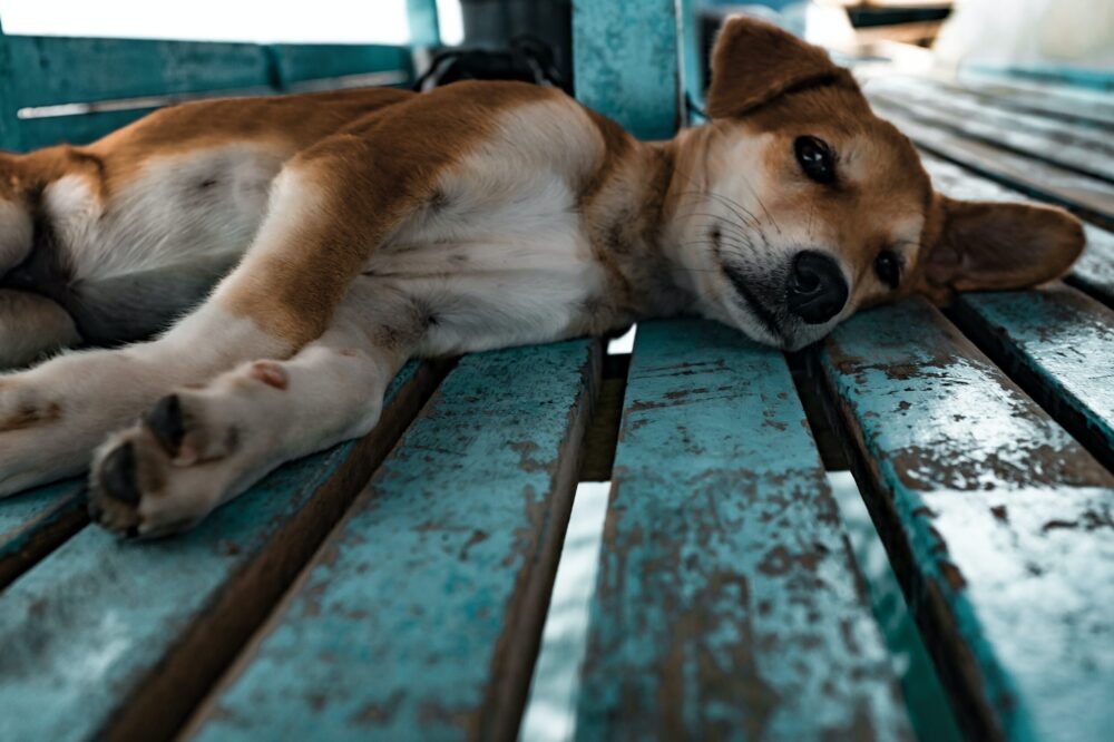 dog won't to eat and laying on ground