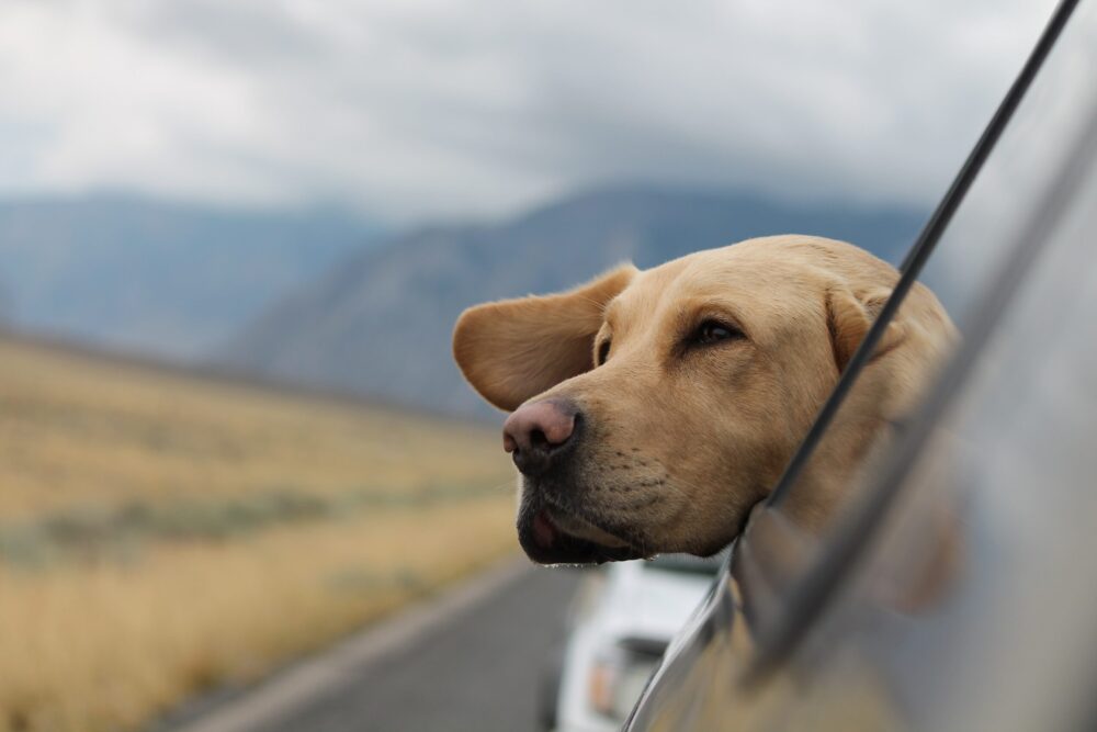 Does Having a Pet Prevent You from Traveling? | Dog Lovers Blog