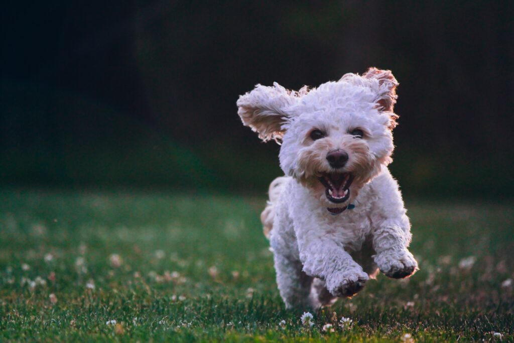 Maltese running