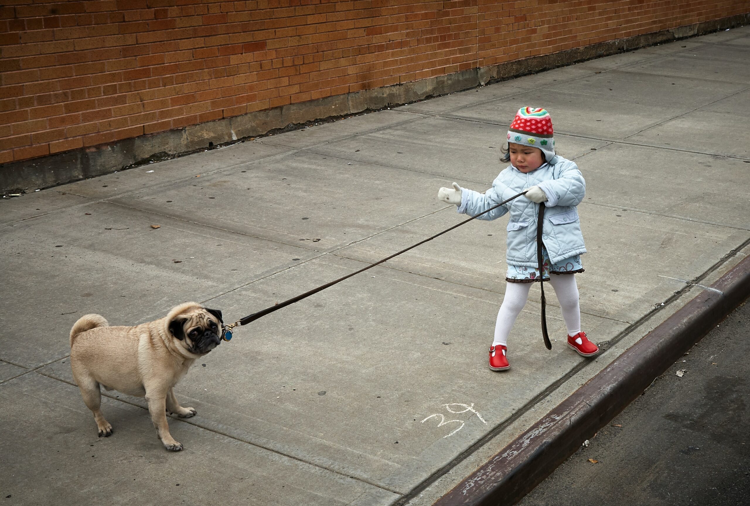 Kid pulling the dog with a leash