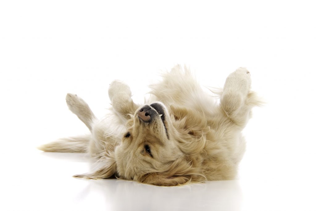 dog-playing-dead-on-white-background