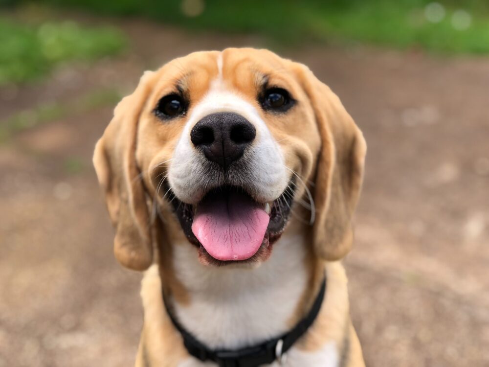 beagle staring