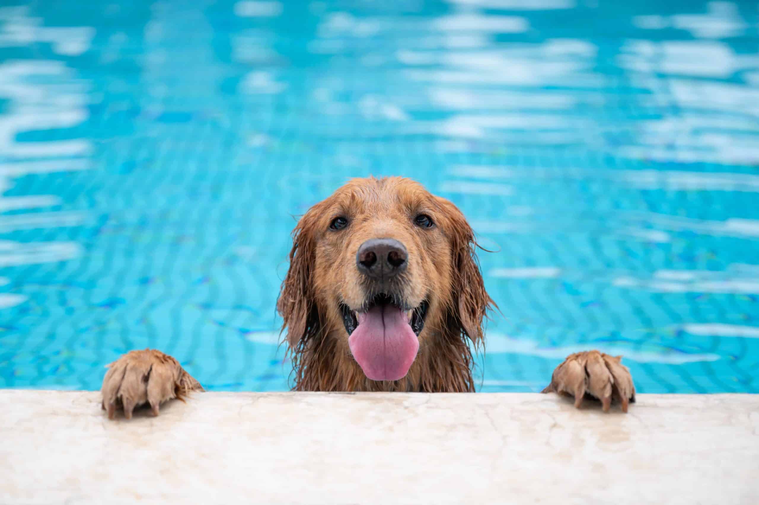 dog swimming at the pool