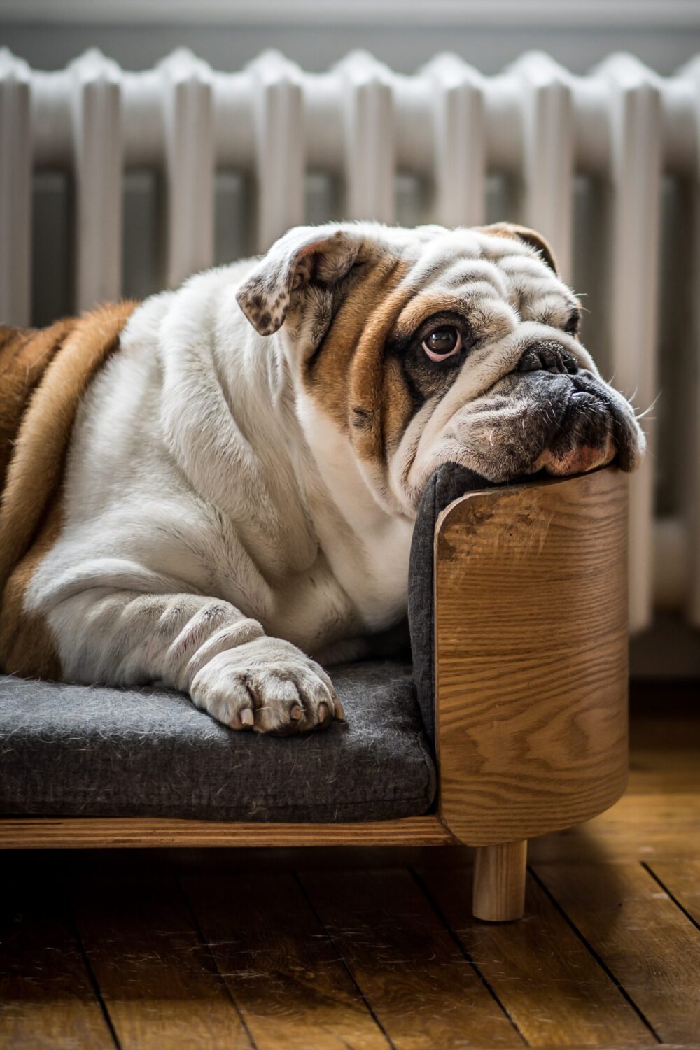 english bulldog on couch