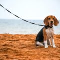 beagle at the beach