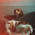 beagle traits and temperament
