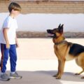 german shepherds versatile canine companions